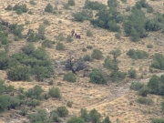 wild_horses