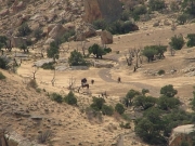 wild_horses_on_mount_garfield