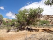 cottonwood