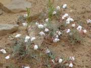 white_flowers