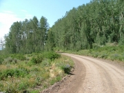 into_the_trees