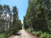 between_trees