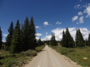 bigger_trees