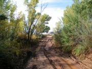 muddy