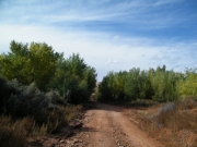 through_brush