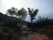 tracks