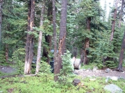 lots_of_trees_hiding_beth