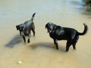 happy_dogs