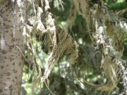 moss