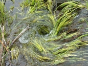 whirlpool