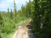 puddle_crossing