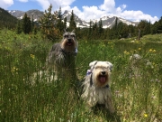 happy_dogs