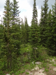 tall_trees