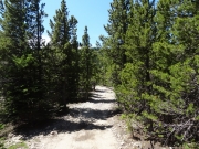 through_trees