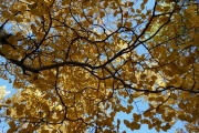 aspen_branch