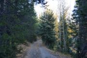 leaves_on_the_trail