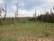 meadow