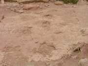 dinosaur_tracks_part_1