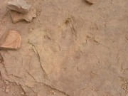 dinosaur_tracks_part_7