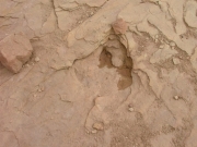 dinosaur_tracks_part_8