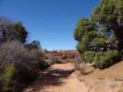 bigger_trees