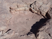 dinosaur_track_1