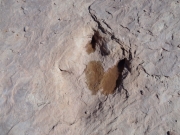 dinosaur_track_2