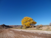yellow_cottonwood