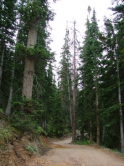 tall_trees