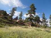 rocks_and_trees