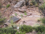 muddy_water