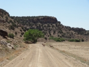bighorn_sheep_part_1