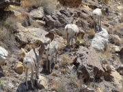 bighorn_sheep_part_2