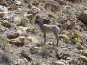 bighorn_sheep_part_3