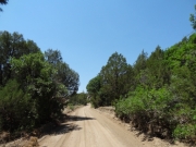 cottonwoods