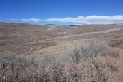 cottonwoods_along_the_creek