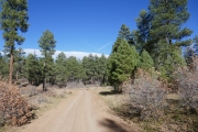 early_trail