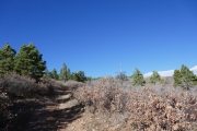 scrub_oak