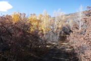 yellow_cottonwoods