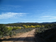 cottonwoods