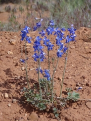 blue_flowers