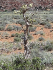 desert_tree