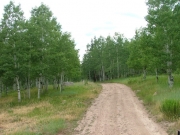 aspen_trees