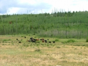 cows_in_deer_park