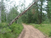 falling_tree