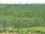 old_burned_trees