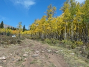 aspens_and_rocks