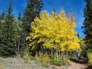 aspens_part_3