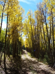 aspens_part_4