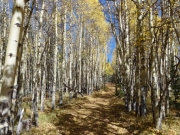aspens_part_5